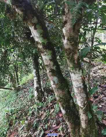 800年树龄冰岛古树生茶：深山中的独特风味与健益处详解