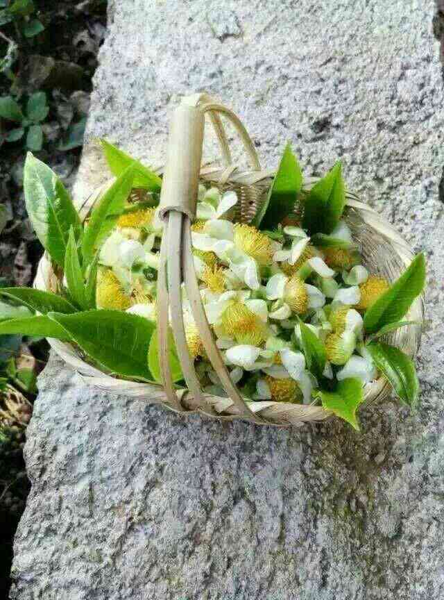 冰岛茶区古树茶的独特风味与口感特点探究