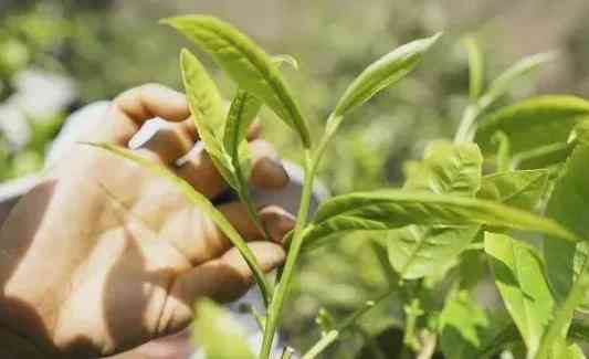 好的，请问您需要什么样的关键词？比如：普洱茶、采摘标准、一芽一叶等等。