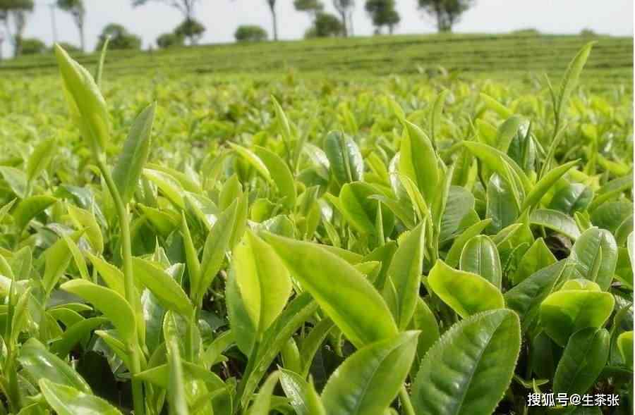 好的，请问您需要什么样的关键词？比如：普洱茶、采摘标准、一芽一叶等等。