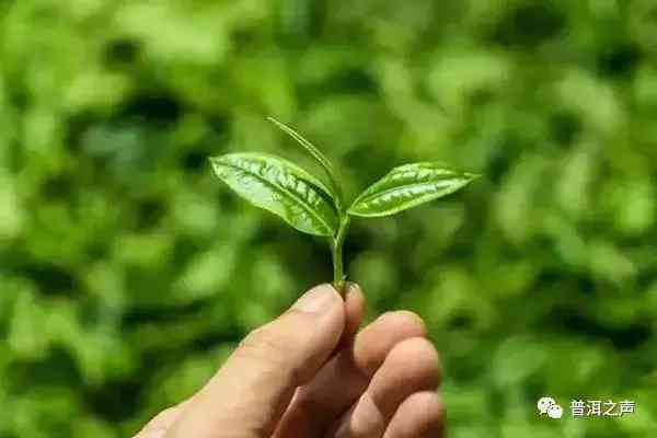 普洱茶一芽一叶采摘标准