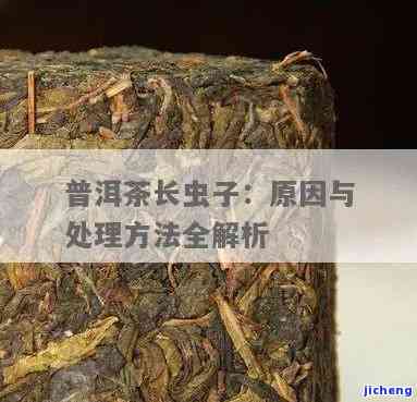 冬普洱茶存攻略：如何有效防止长茶虫，保持茶叶新？