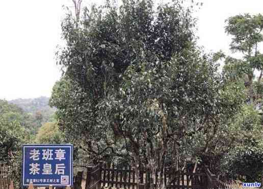 云南临沧永德秀林普洱茶厂1000年古树老班章，永德县秀林普洱茶厂生产的茶