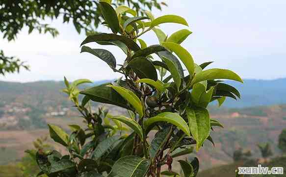 云南临沧普洱茶品质如何？