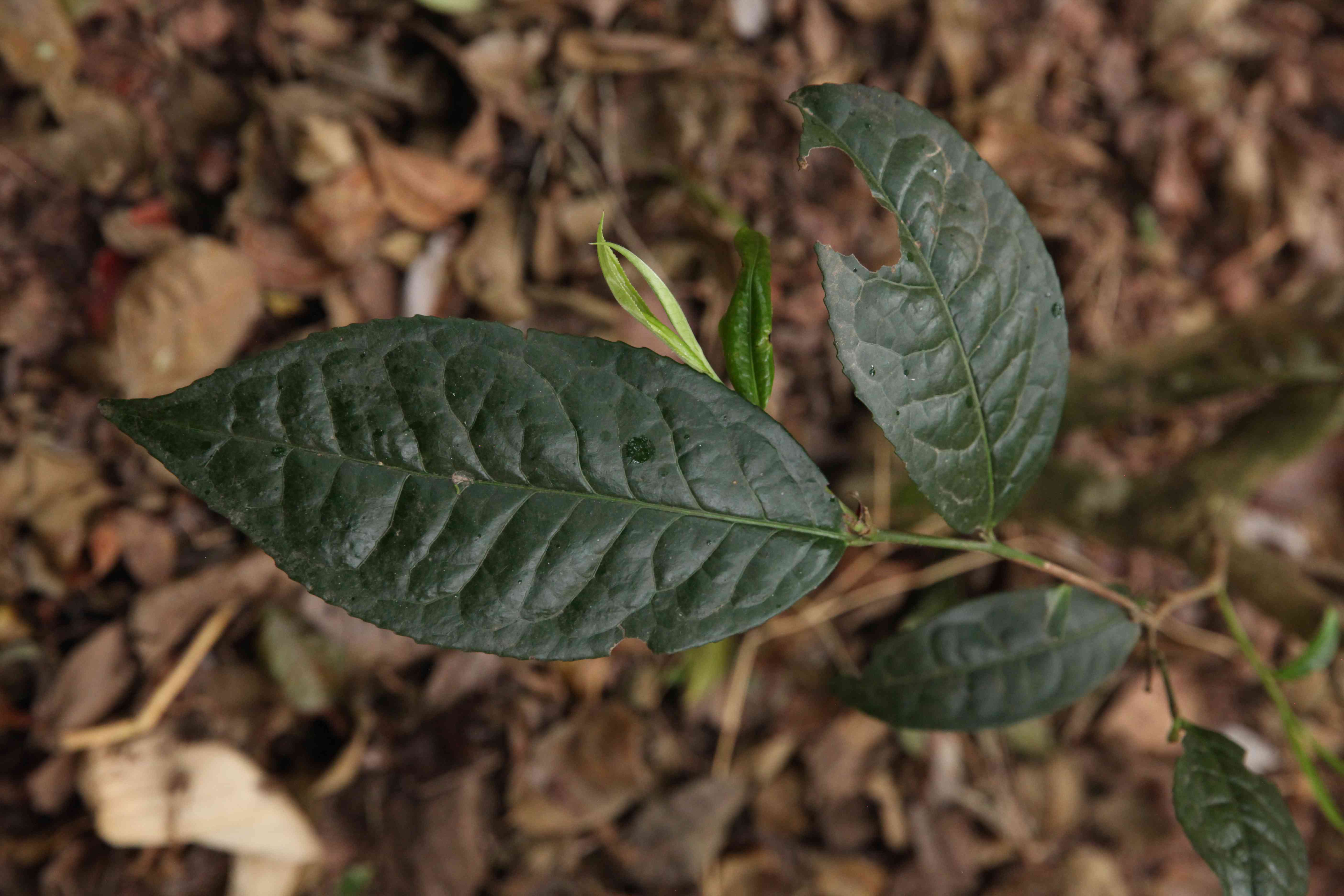 普洱五大名山的茶名：云南普洱茶五大名山，包括哪五座山？