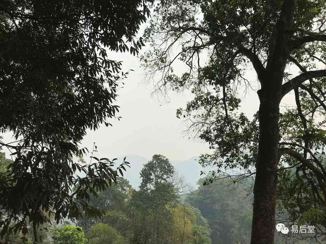 普洱茶五大山头：全面解读名山古茶园、特点与口感，助您挑选优质茶叶