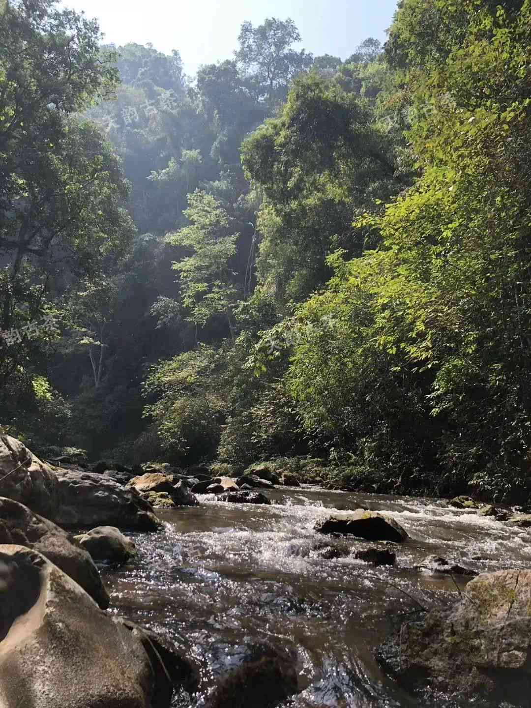 普洱茶五大山头：全面解读名山古茶园、特点与口感，助您挑选优质茶叶