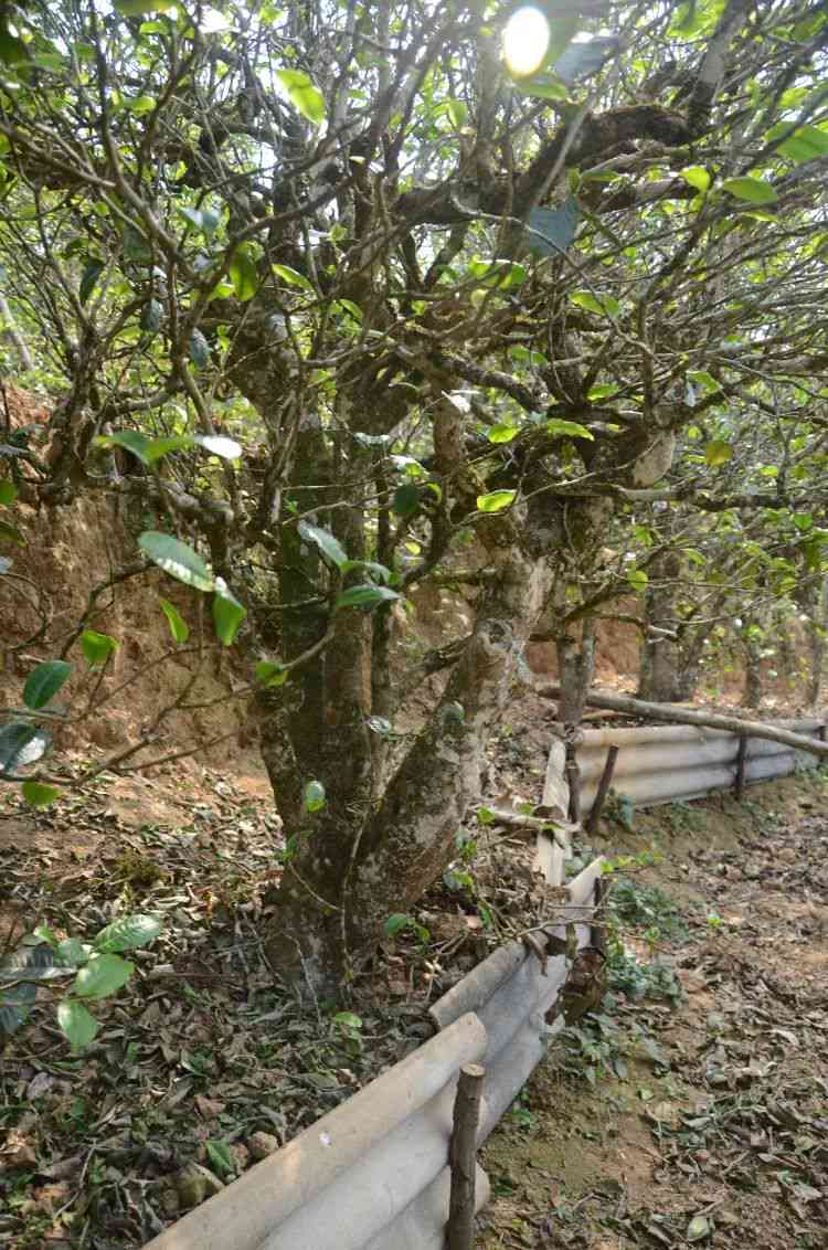 普洱茶五大山头：全面解读名山古茶园、特点与口感，助您挑选优质茶叶