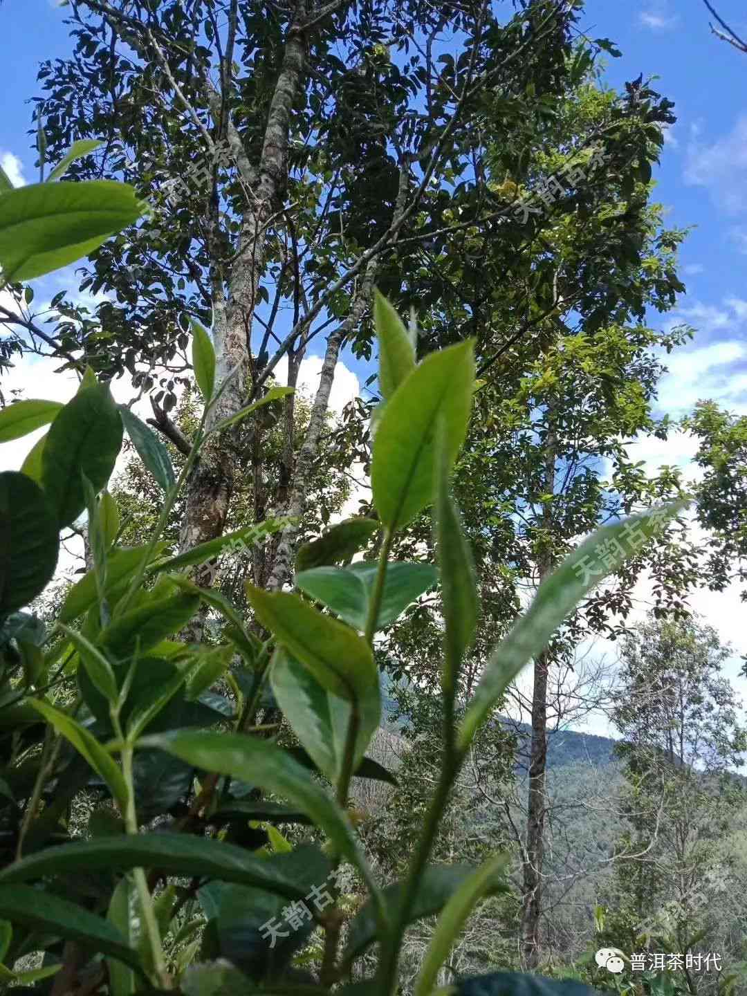 普洱茶五大山头：全面解读名山古茶园、特点与口感，助您挑选优质茶叶