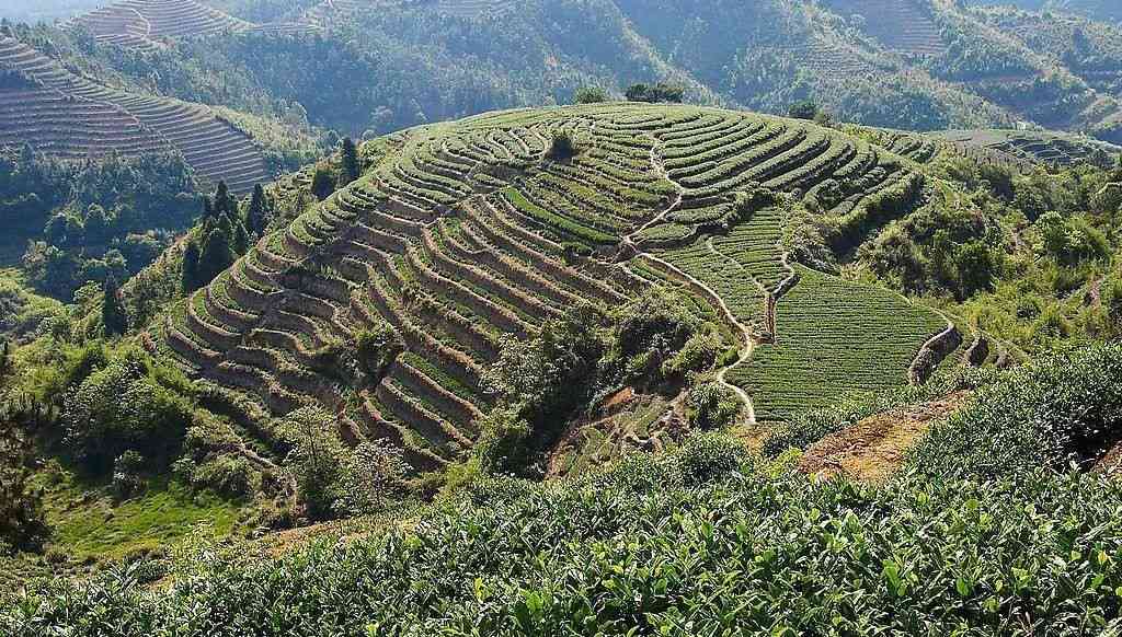 普洱茶五大茶山排名：哪几大是普洱茶的真名山？