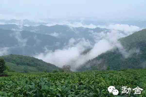 普洱茶五大茶山排名：哪几大是普洱茶的真名山？