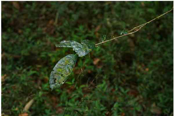 熟普洱茶农药残留问题：如何确保安全饮用？