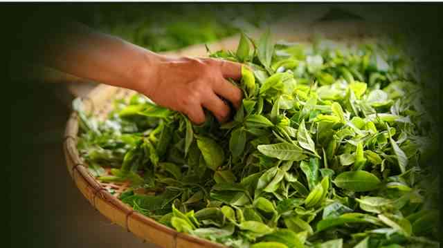 普洱茶饼茶为什么没有散茶