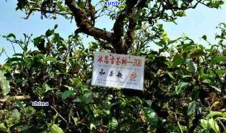 冰岛老树茶厂：品质、历与环保的综合评价