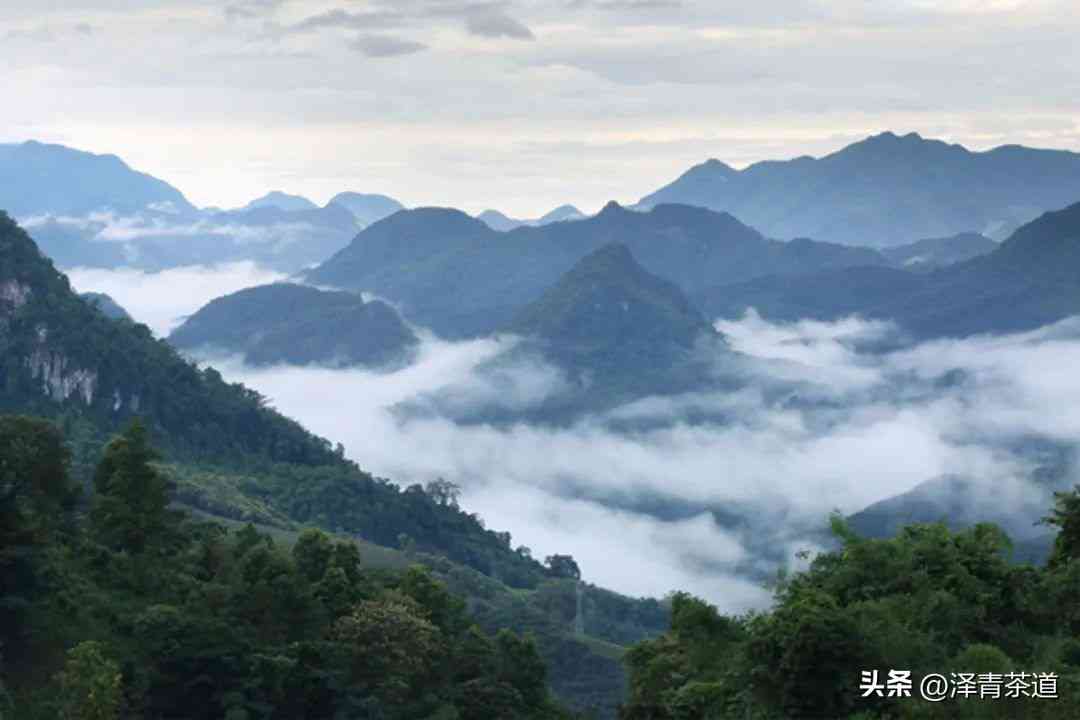 特色普洱茶：品味高山茶的独特魅力