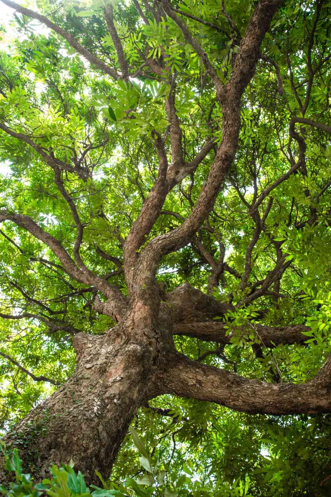 老班章古树树龄探秘：年轮中的时间密码揭秘