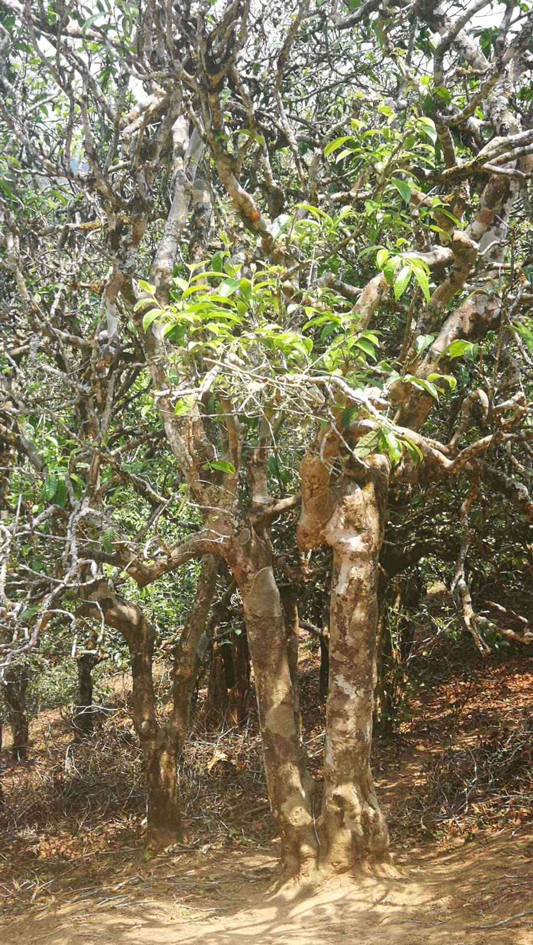 八百年古树老班章