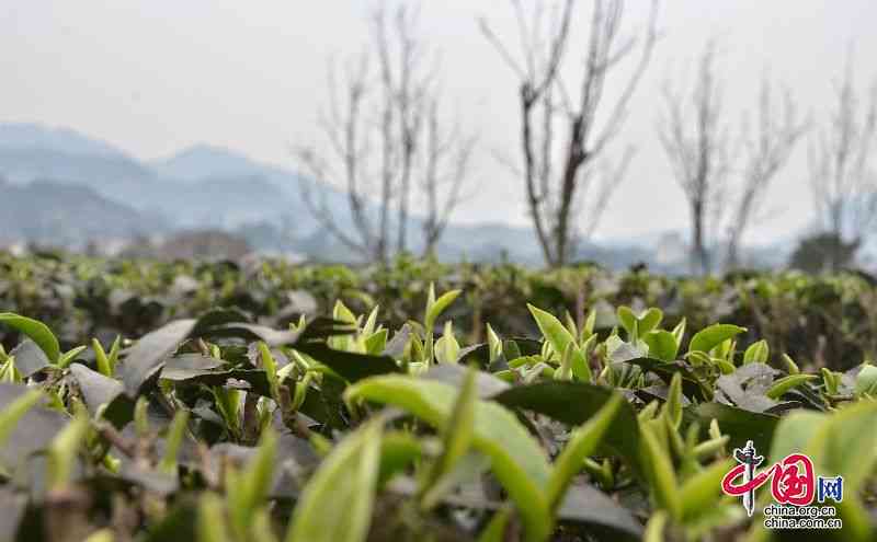 筠连红茶：一种源远流长的茶叶传奇