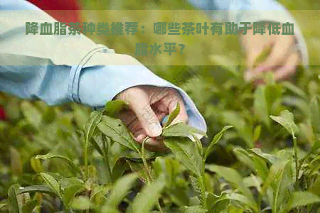 哪些茶叶可有效降低血脂？多种选择助您调节血脂水平