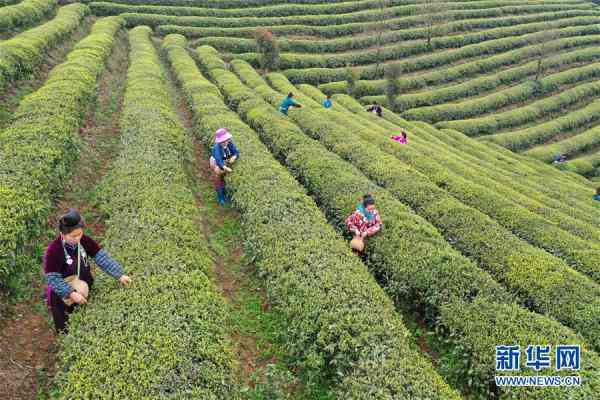 黔东南茶叶的独特风味及其与地理环境的关系分析