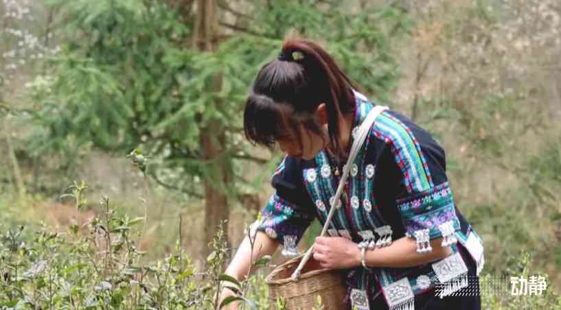 黔东南茶叶的独特风味及其与地理环境的关系分析