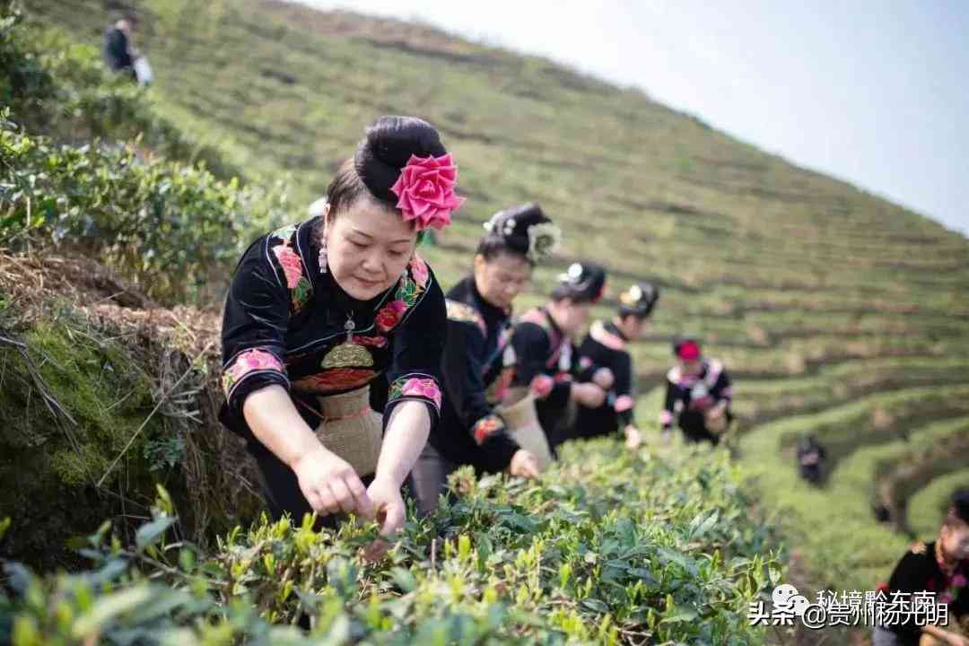 黔东南茶叶的独特风味及其与地理环境的关系分析