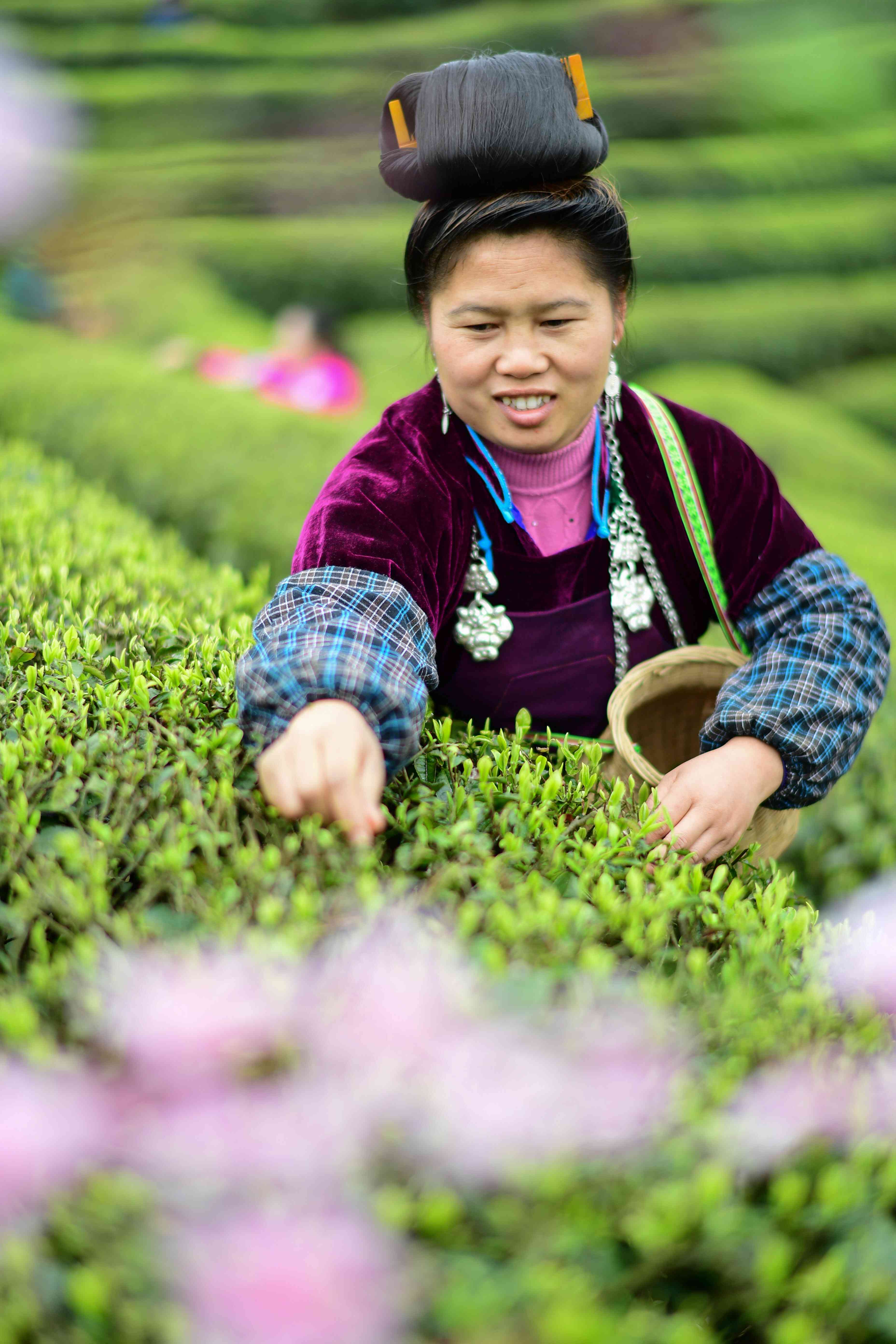 黔东南的茶叶品种、交易市场与种植面积全解析