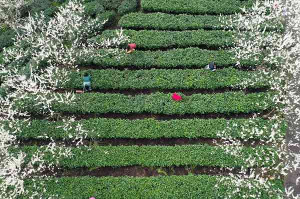 黔东南的茶叶品种、交易市场与种植面积全解析