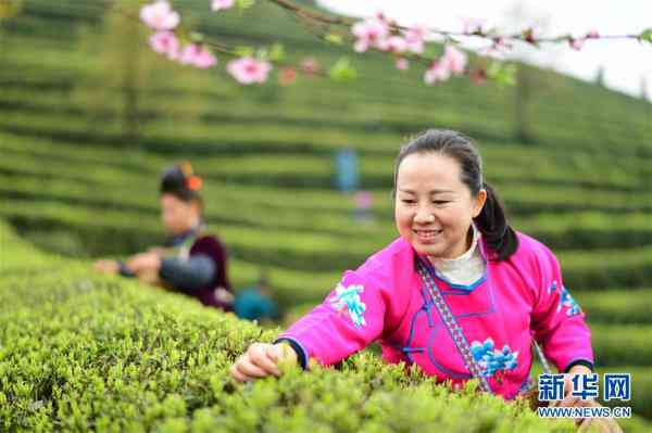 黔东南的茶叶品种、交易市场与种植面积全解析