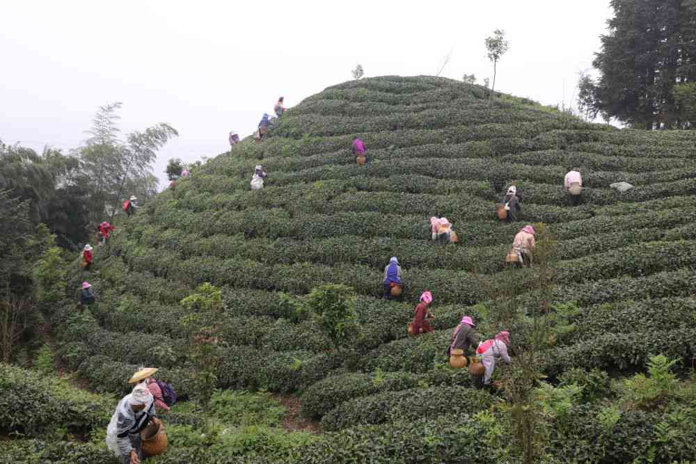 黔东南茶叶特点