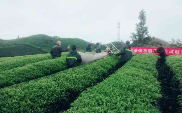 黔东南茶叶特点