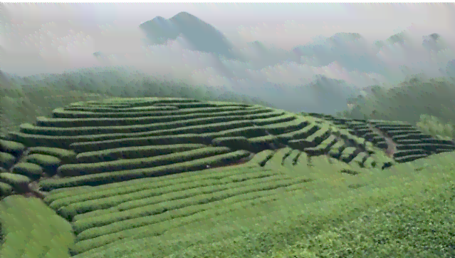 普洱茶所有茶区中哪些地区不适合生产？