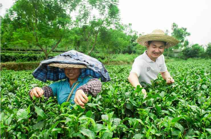 新 '茶叶的多元化功效与健益处',包含了您提到的所有关键词。