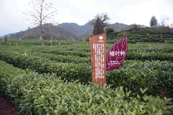 红茶、普洱茶以及它们中的茶多酚含量：一次详尽解析