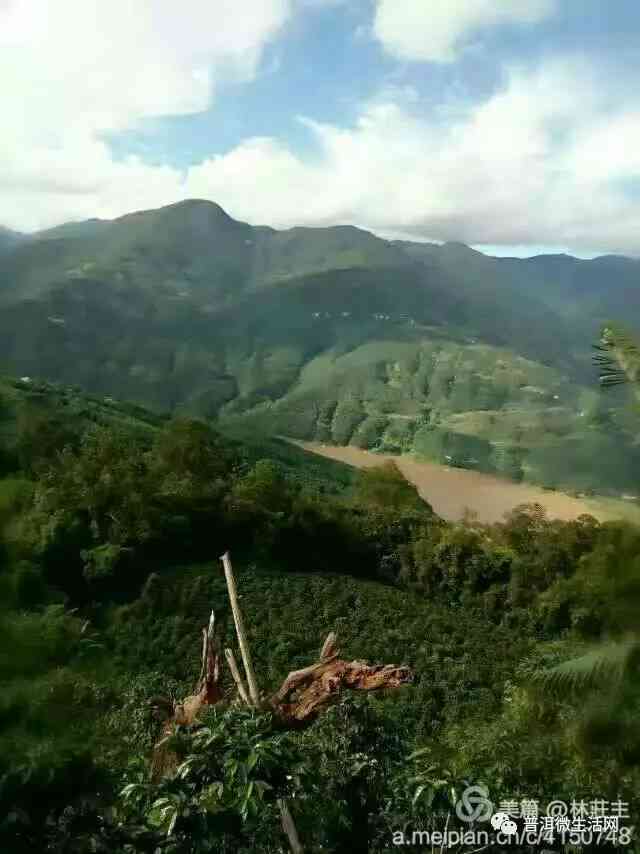 醉美意境普洱茶