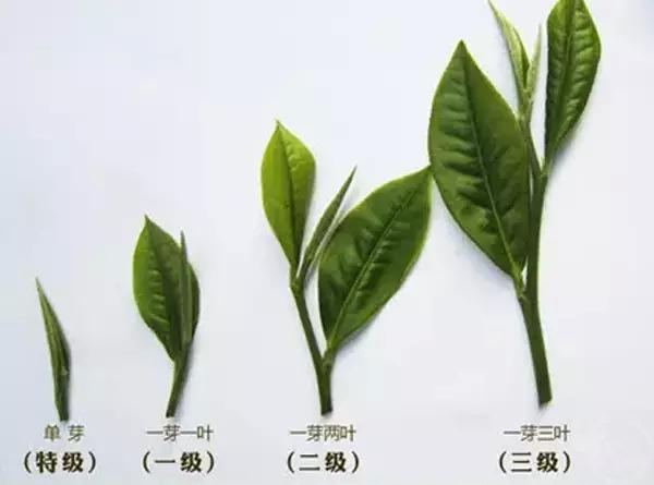 喝绿茶和普洱茶哪个好？绿茶和普洱茶的区别是什么？哪个对身体更好呢？