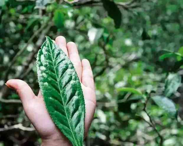 普洱茶回味甜的原因及其评价：探究普洱茶的滋味及可能的苦涩来源