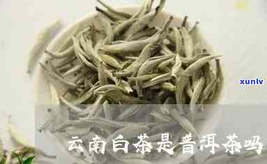 云南白茶：白茶还是绿茶？揭秘其真正的茶类归属