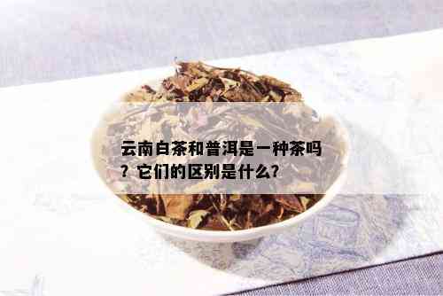 云南白茶是不是普洱茶：探究云南白茶与普洱茶的关系