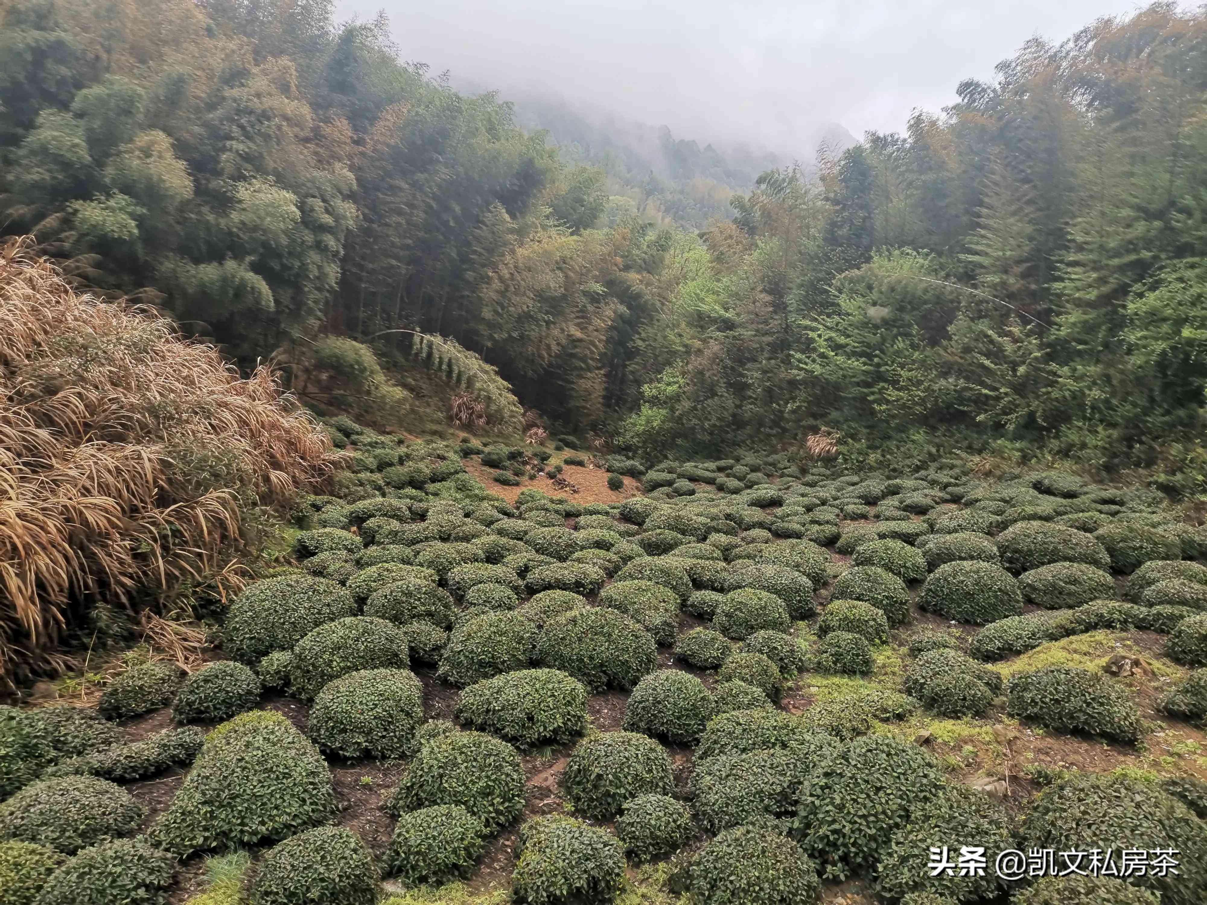 云南白茶：一种独特的绿茶还是其他茶类？