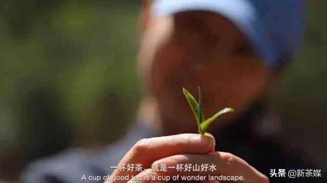 喝普洱茶是否可以防止钙流失？对于女性和女生来说，这个疑问一直存在。