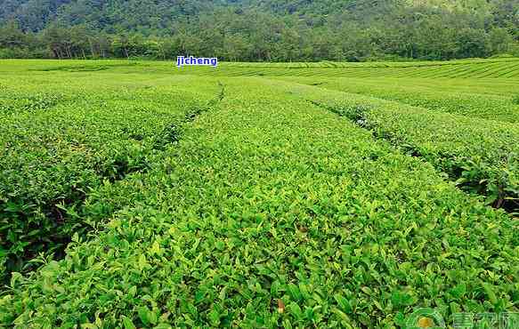 茶叶专用有机水溶肥的性能、使用方法及优缺点全面解析