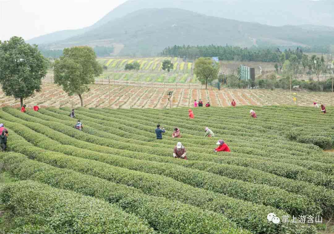 茶叶有机肥配方：提高茶叶品质与产量的关键秘