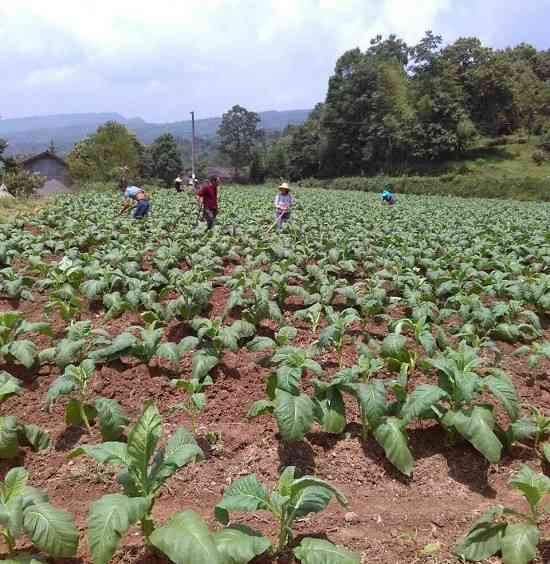 茶叶有机肥配方：提高茶叶品质与产量的关键秘