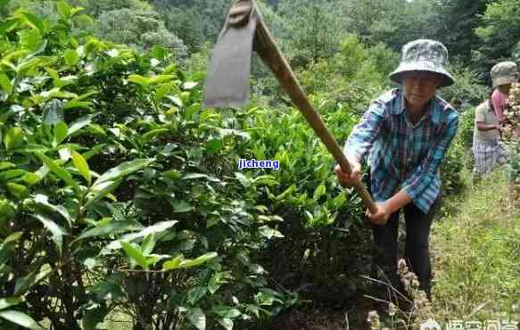 茶叶有机肥配方：提高茶叶品质与产量的关键秘