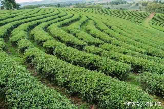 茶叶有机肥配方：提高茶叶品质与产量的关键秘