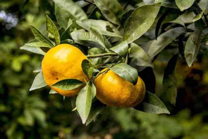 探究枝头雀儿茶：一种独特的中国山茶品种及其风味