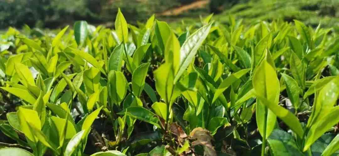 探究枝头雀儿茶：一种独特的中国山茶品种及其风味