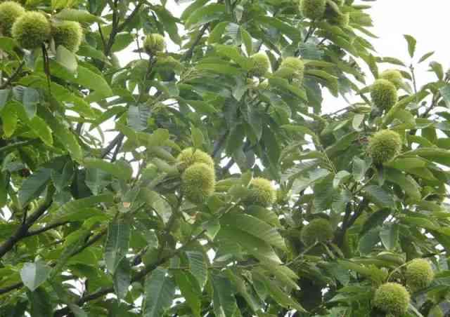 探究枝头雀儿茶：一种独特的中国山茶品种及其风味