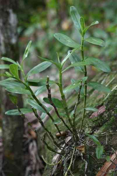 紫皮石斛的口感、质地以及食用方法：全面了解这种珍贵草药的品质与功效